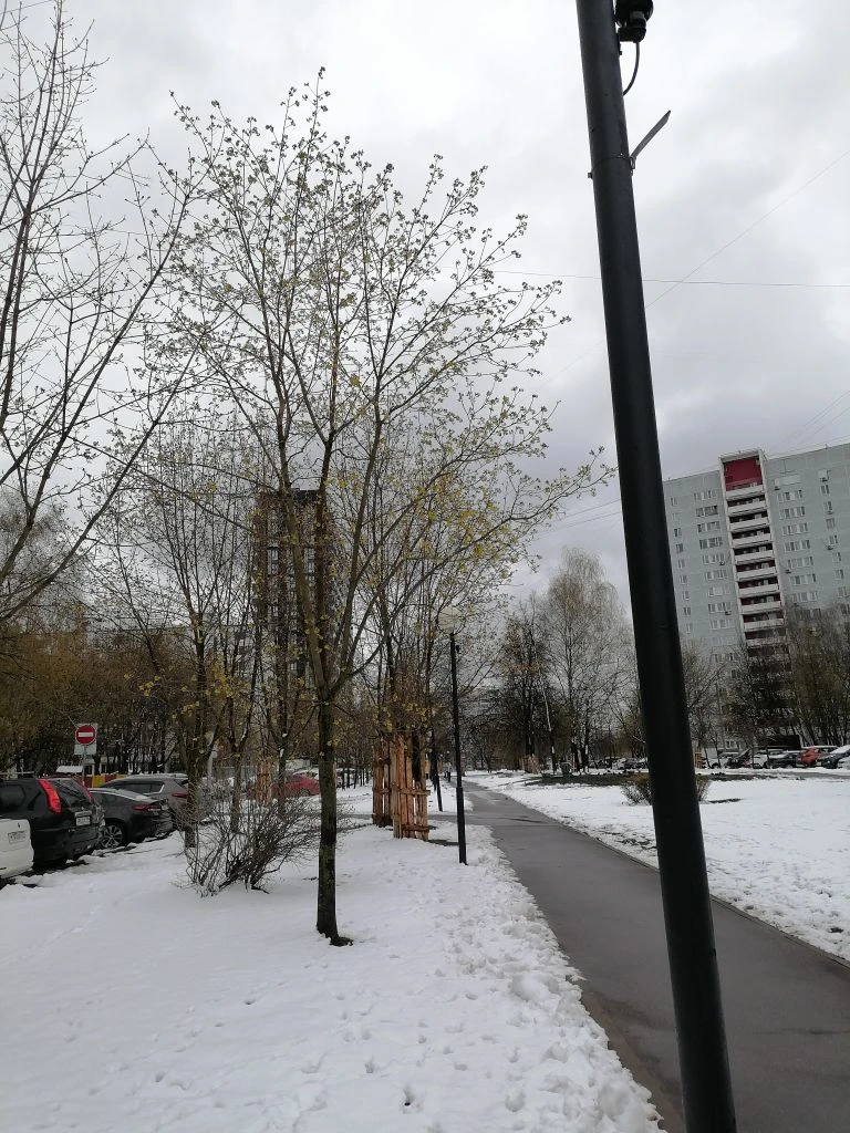 Мой скверик. Фото автора.