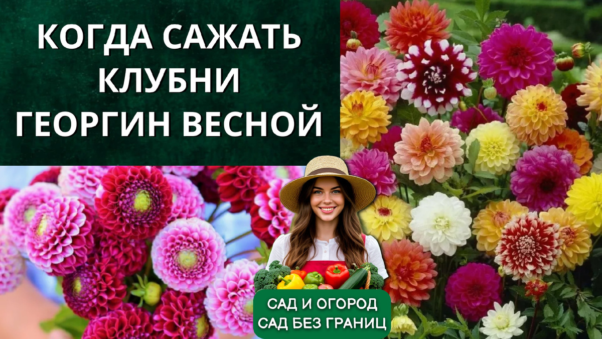 Когда сажать клубни Георгин весной