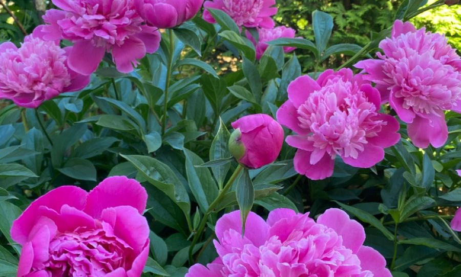 Пионы-гиганты: 7 работающих способов сделать каждый цветок больше и пышнее