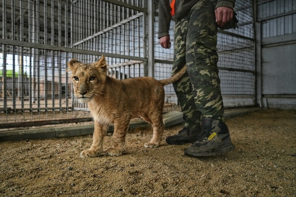    В Мариупольский зоопарк заселили львенка из Донецка, которого нашли с травмированной лапкой на дороге Александр ИВАНОВ