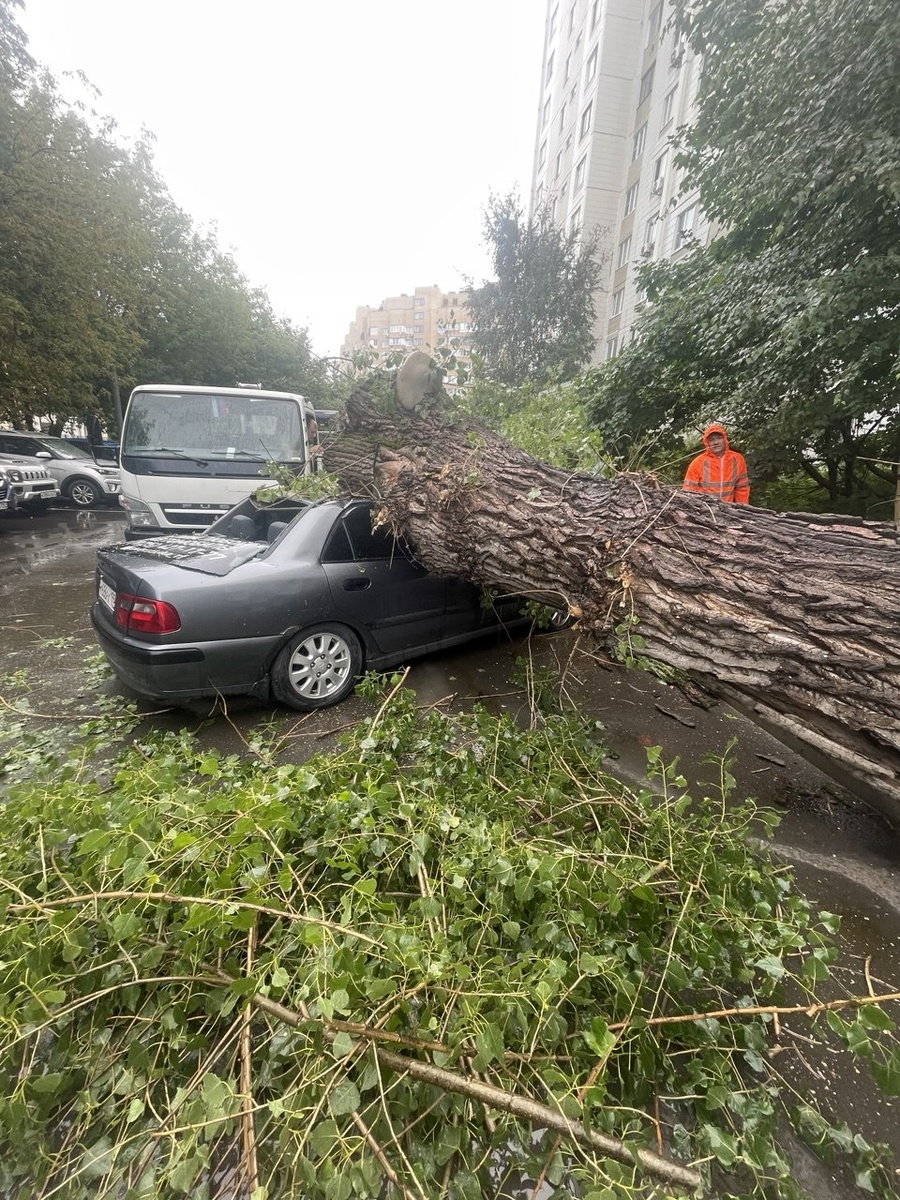 Упало дерево на автомобиль нашего сотрудника. От суда до получения выплаты 1,5 года. 