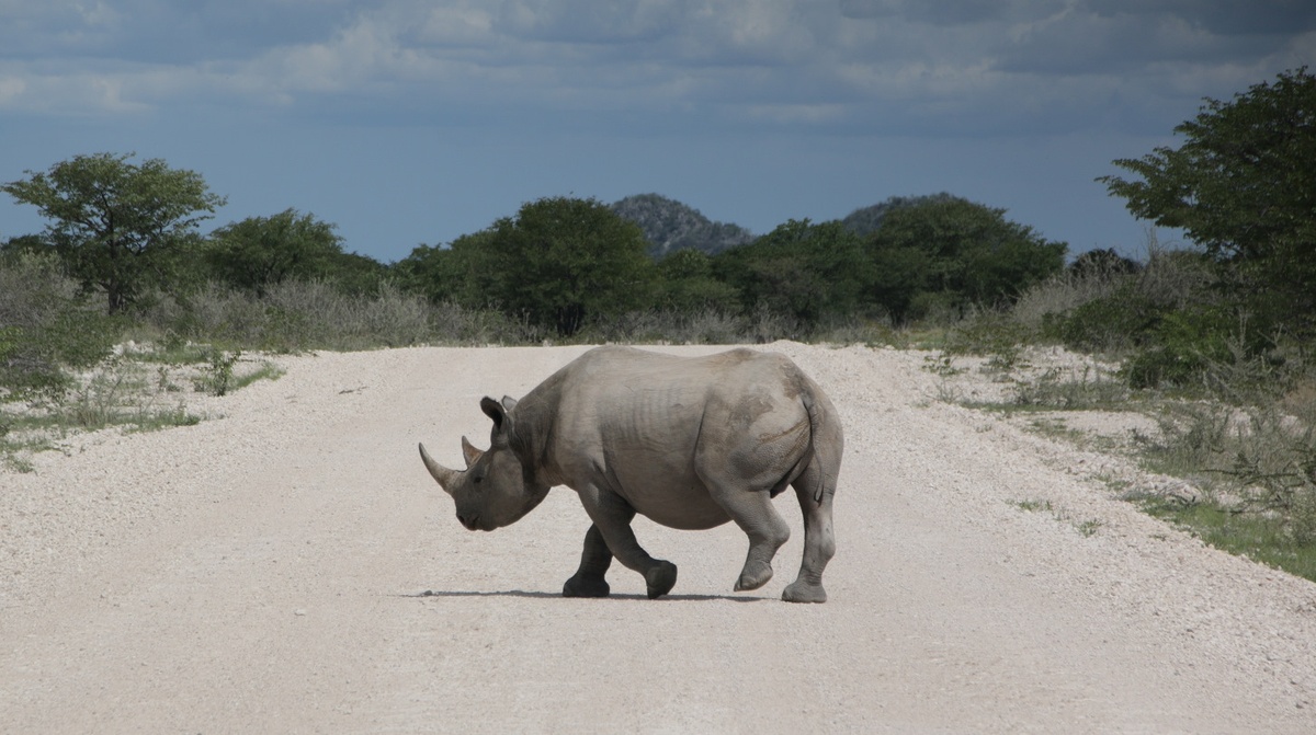 Национальный парк Этоша