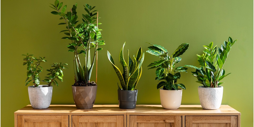 Усталость, апатия и проблемы с дыханием: что не так с комнатными растениями