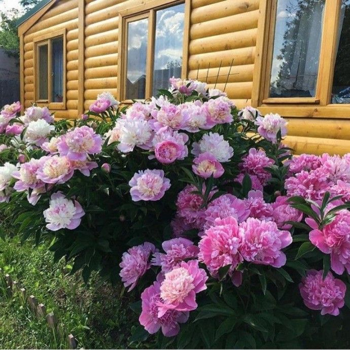 Цветут пионы