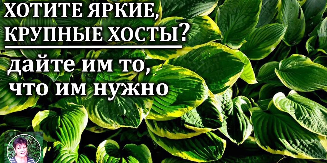 «Посадил и забыл» — это миф: чем подкармливать хосту для роскошной листвы