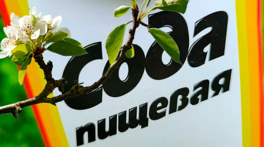 Готовим простой раствор, который спасет смородину и розы от тли