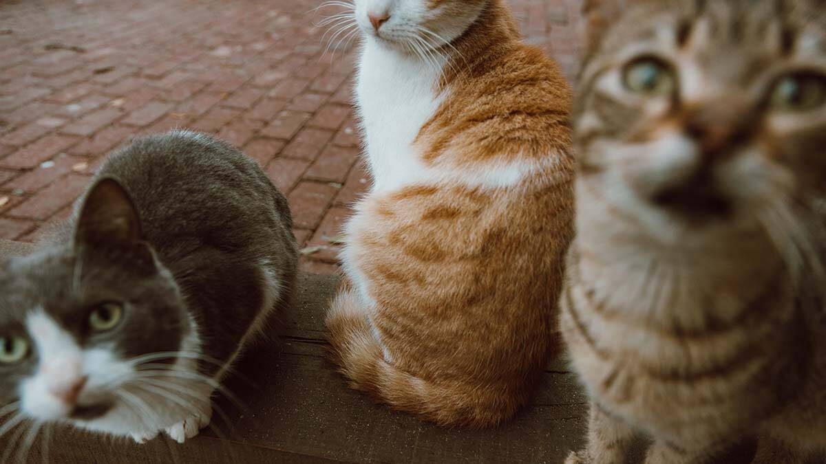    Фото: Pexels