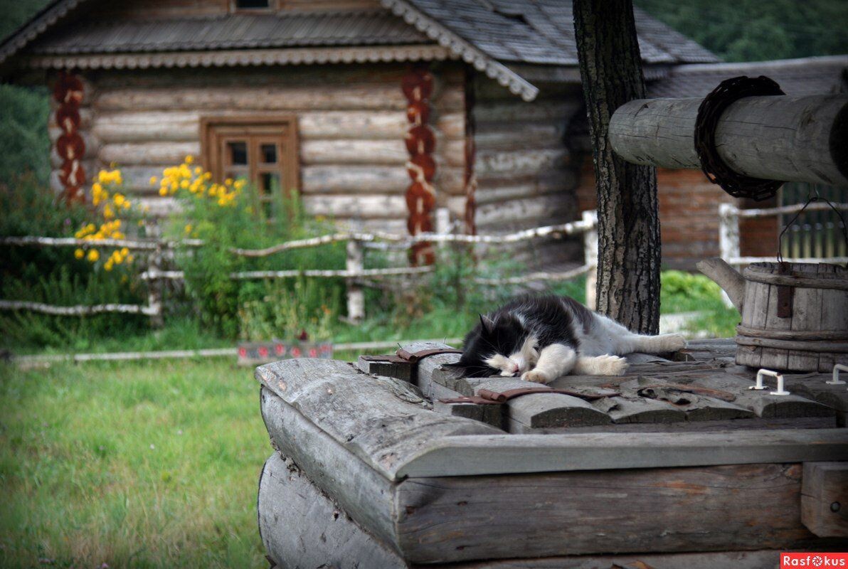 источник фото: https://i.pinimg.com/originals/c2/d5/8b/c2d58b39fbc12c020d13ac5837af26f2.jpg
