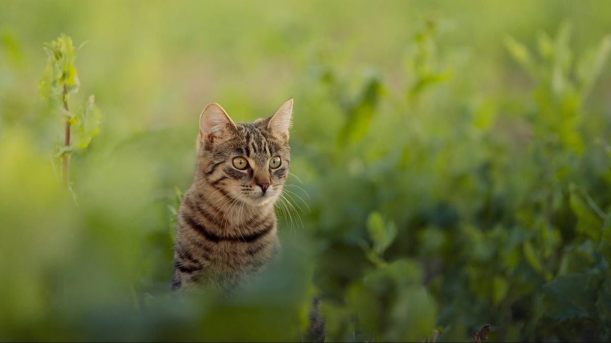    Капли от клещей подходят регулярно гуляющим кошкам