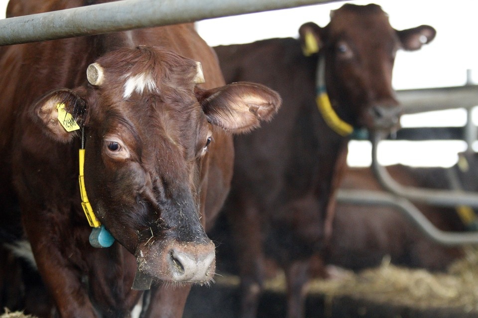    Больных и здоровых животных нельзя вместе доить Дмитрий АХМАДУЛЛИН