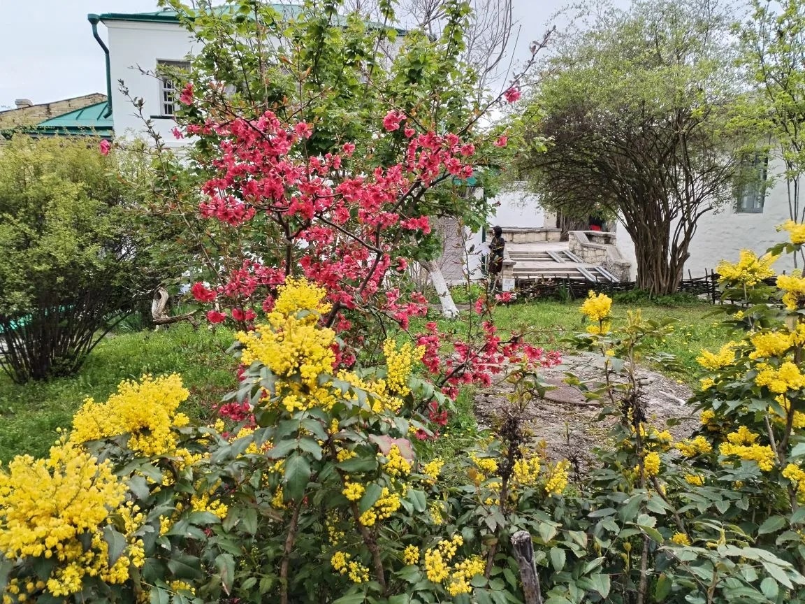 Красным цветёт японская айва