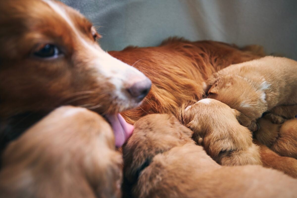 Собака и щенки 