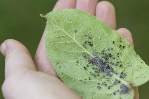 Нашествие тли