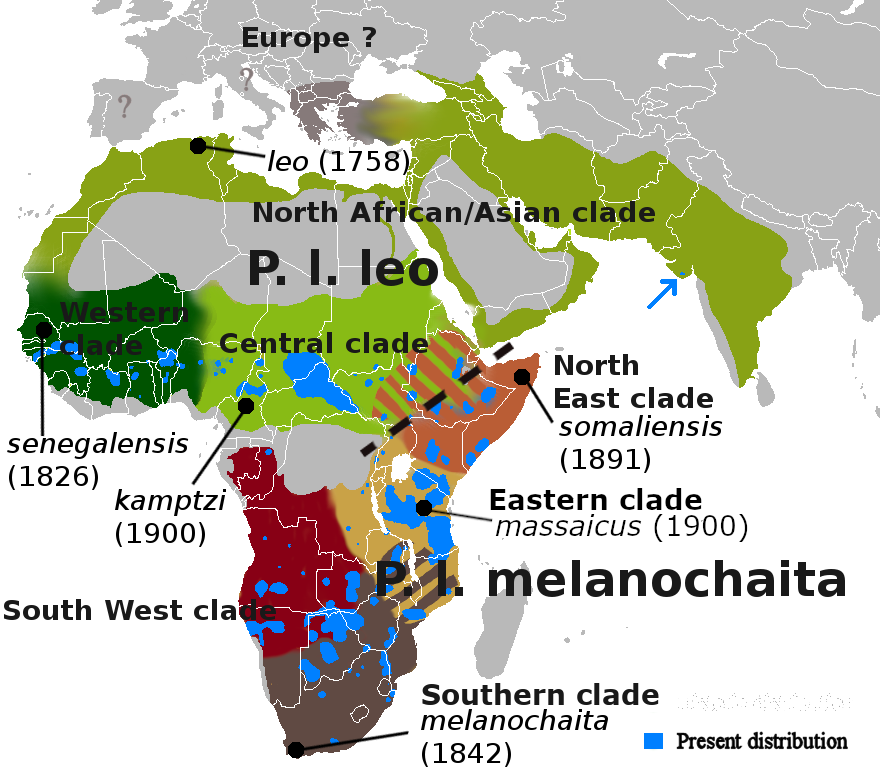 Карта расселения львов; голубым указаны современные места обитания