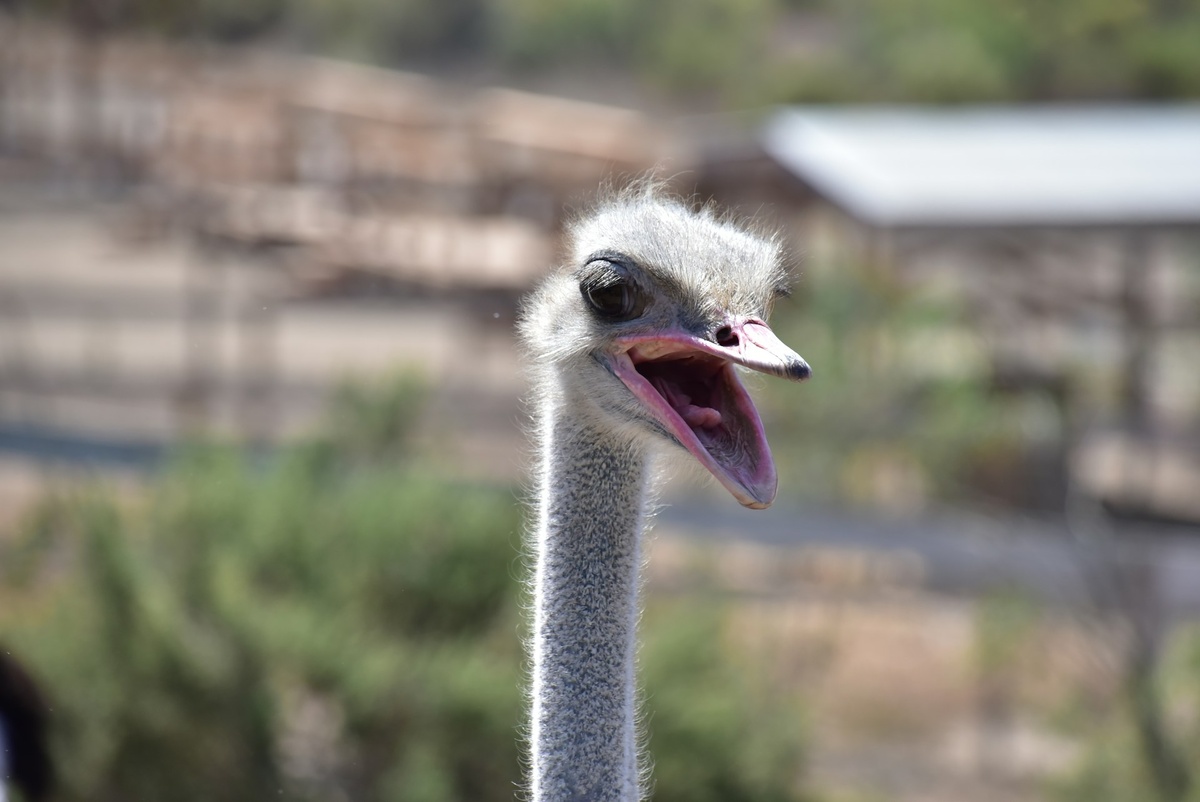 Фото: circe-denyer / unsplash