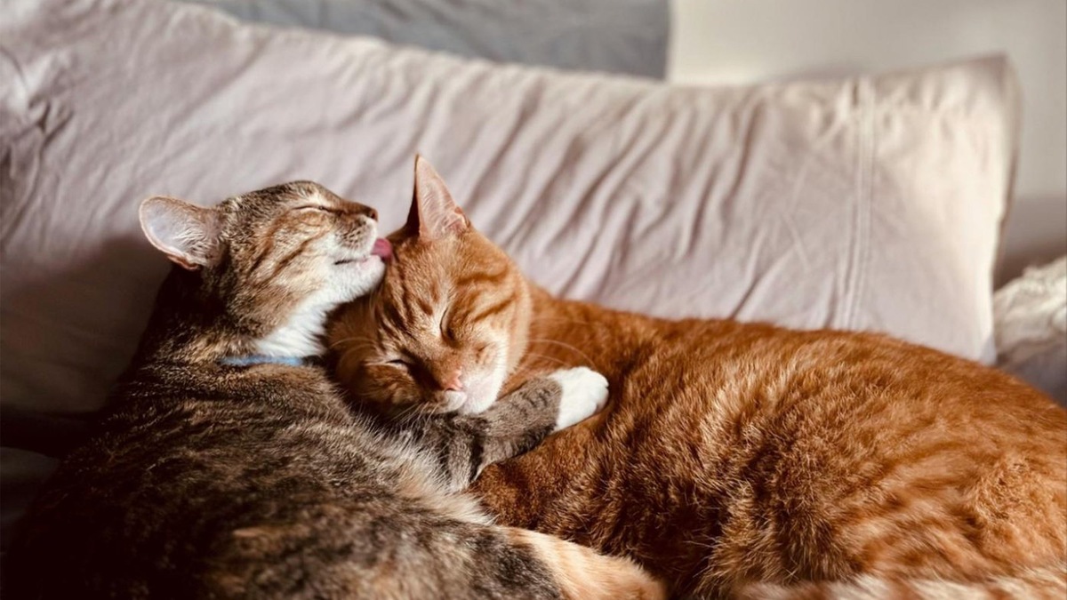    Вопреки своей независимости, кошки заботятся друг о друге