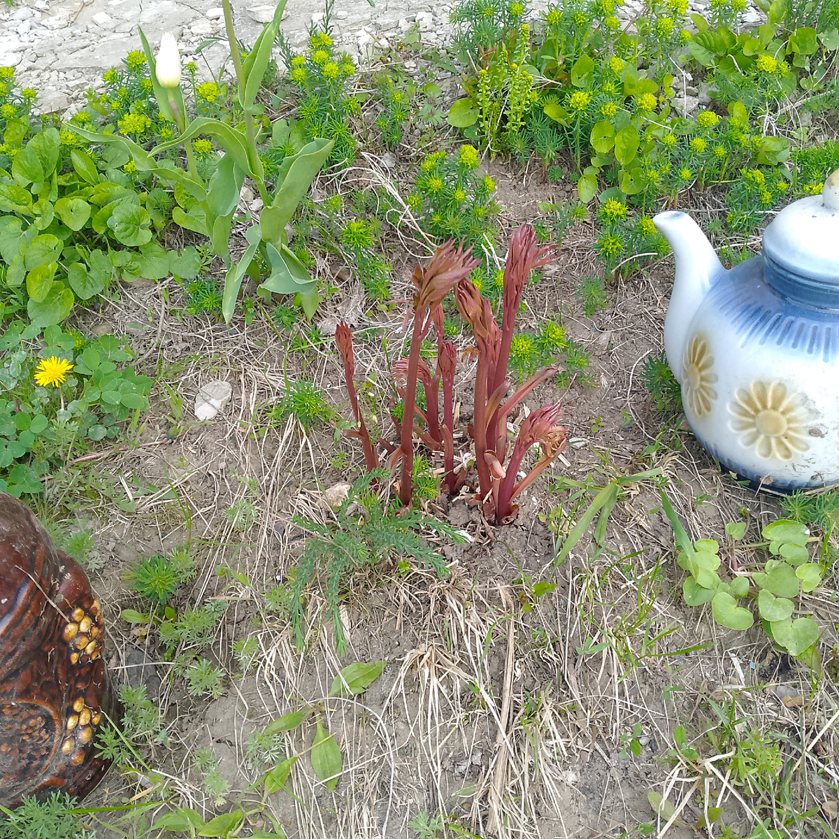 С одной былинки превращается в куст.