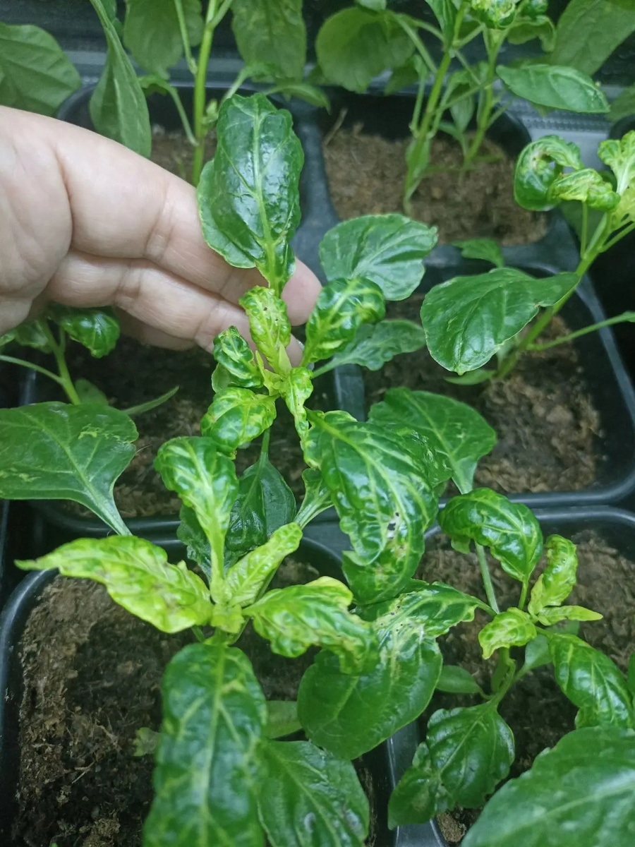 Распикированая рассада перца уже подкормленная кальциевой селитрой/фото подписчицы