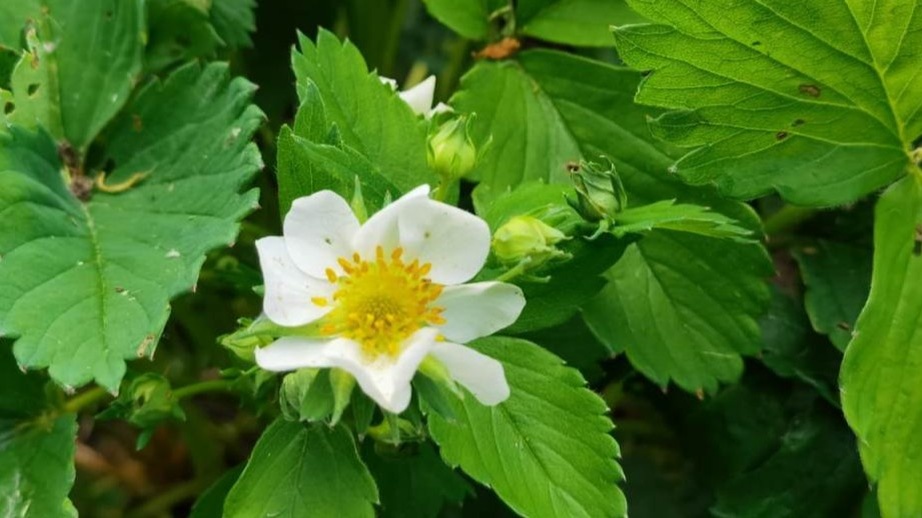 Период цветения у клубники короткий, но именно он определяет, каким будет урожай