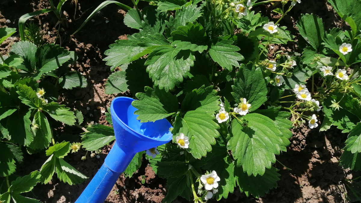 Лью только под корень и только вечером — цветки должны оставаться сухими
