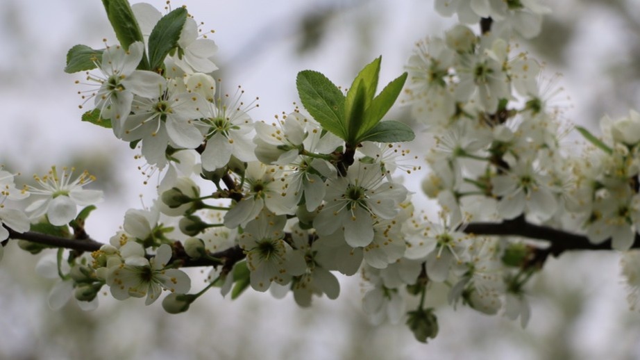 Цветёт каждый год, а ягод нет — знакомая картина для многих садоводов.