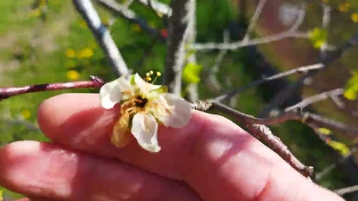 Если пестик внутри почернел, завязи не будет.