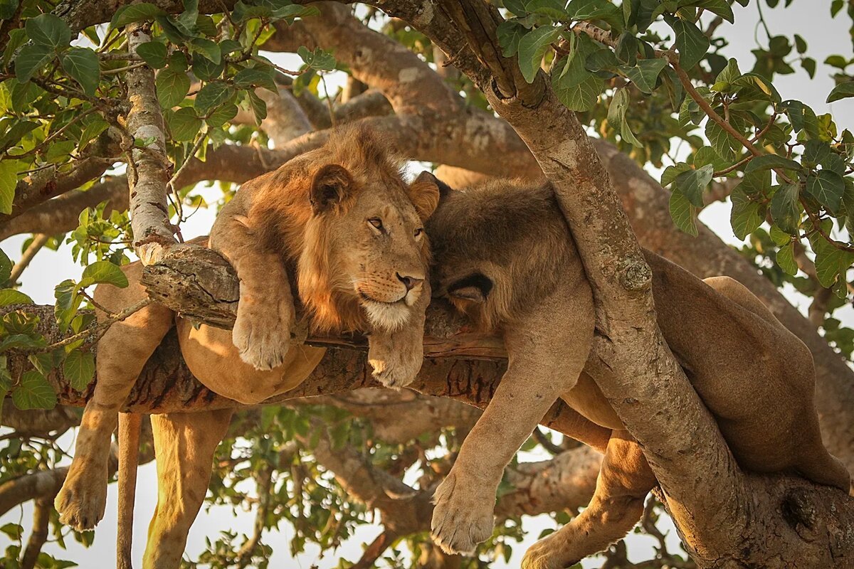 Источник: best-of-africa.ru
