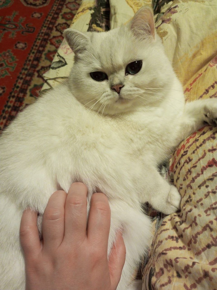 Гладь, гладь, не останавливайся)) 