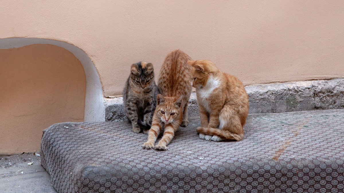    Экономические трудности и пандемийные ограничения привели к неконтролируемому росту популяции кошек в Великобритании