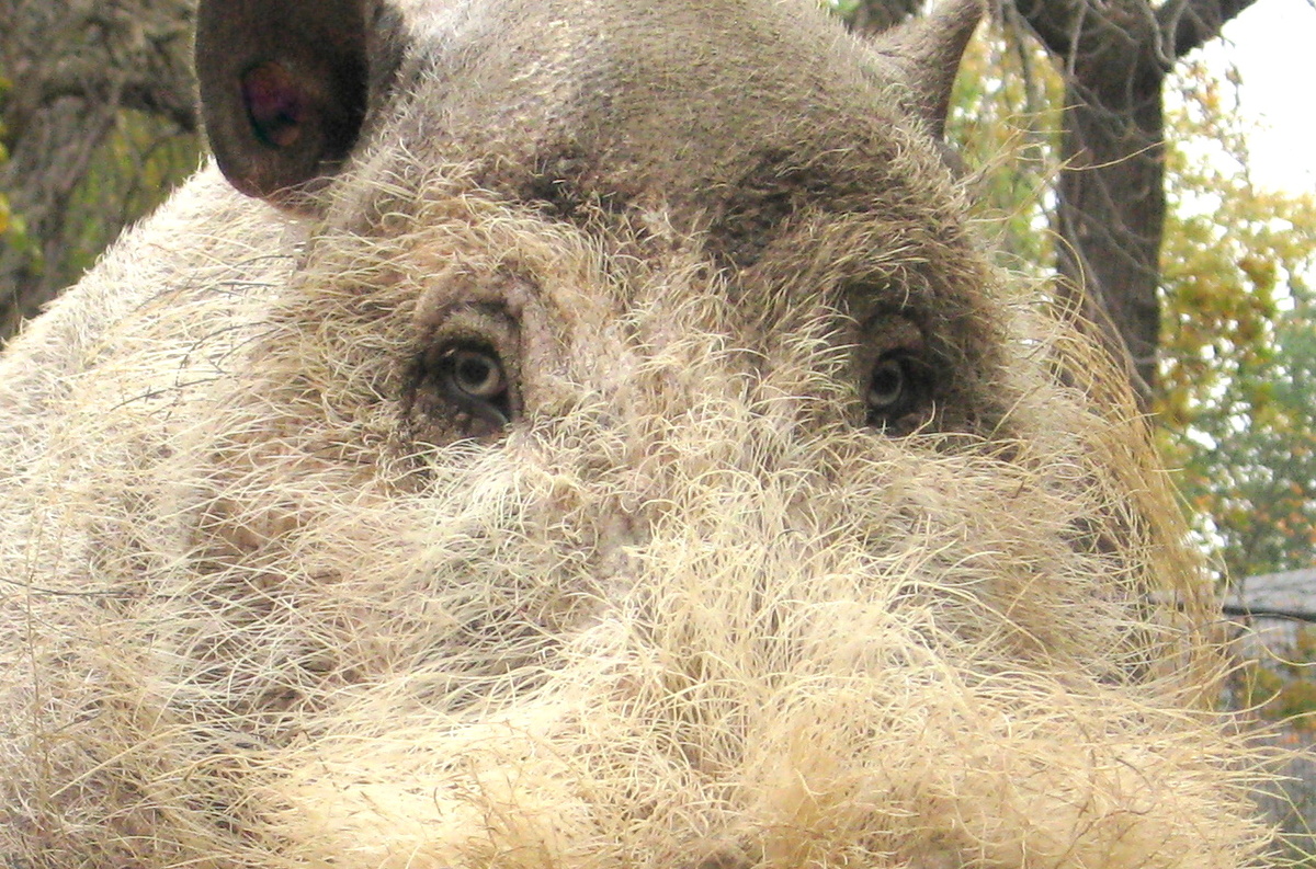 Источник: commons.wikimedia.org