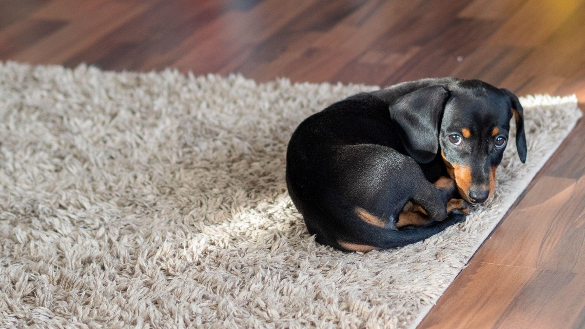    Владельцы все чаще используют технологии для мониторинга активности и здоровья своих питомцев