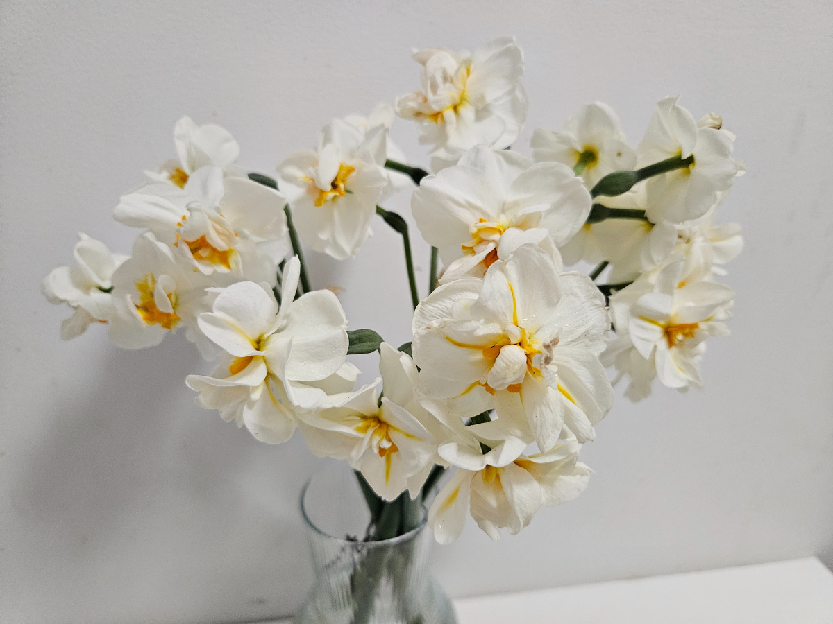 Сорт "Уинстон Черчилль"