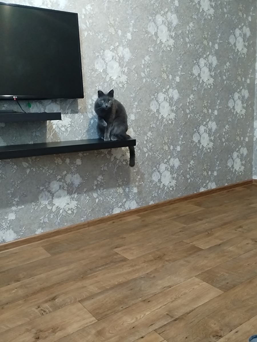 Кот Макс. Это кот моей сестры.
