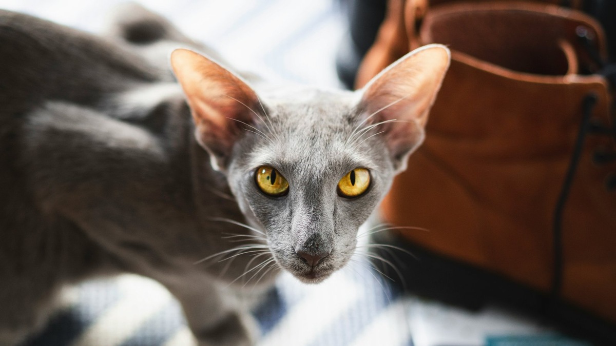    Грациозная ориентальная кошка — воплощение энергии и элегантности, требующее особого понимания