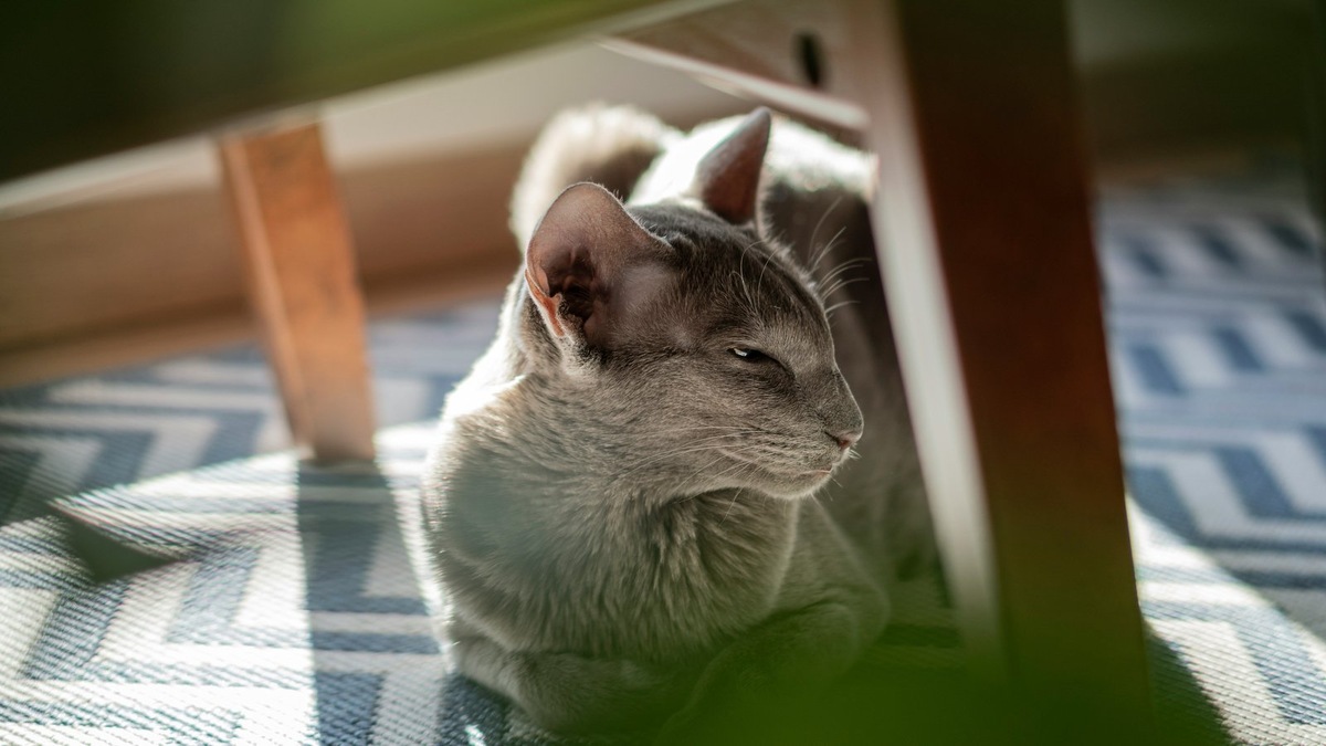    Интерактивные игры и головоломки удовлетворяют высокие интеллектуальные потребности породы