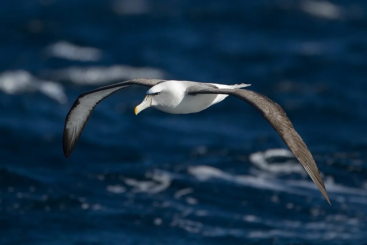 Фото с сайта: https://commons.wikimedia.org/wiki/File:Thalassarche_cauta_in_flight_2_-_SE_Tasmania.jpg