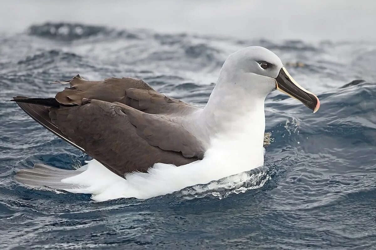 Фото с сайта: https://commons.wikimedia.org/wiki/Category:Thalassarche_chrysostoma?uselang=ru