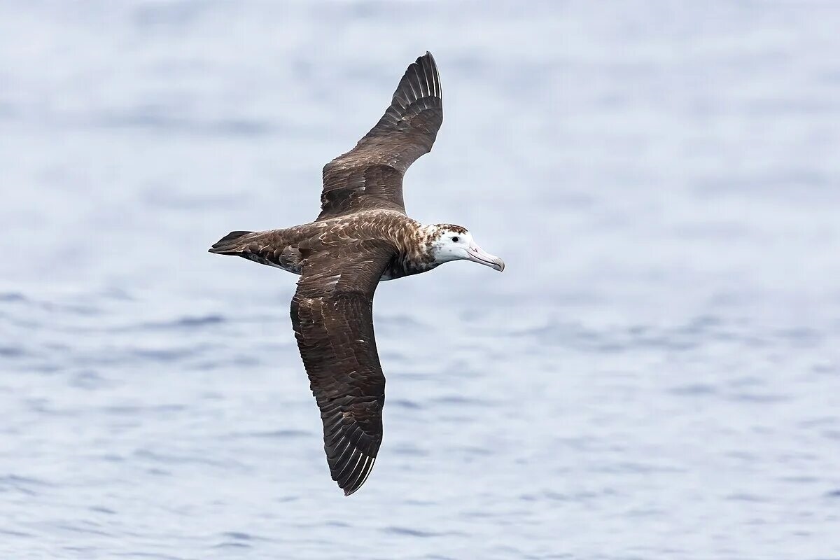 Фото с сайта: https://commons.wikimedia.org/wiki/File:Amsterdam_Albatross_0A2A3755.jpg