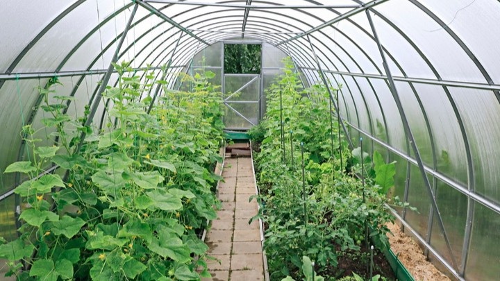 Огурцы в теплице плохо растут чаще всего из-за одного — неправильного полива.