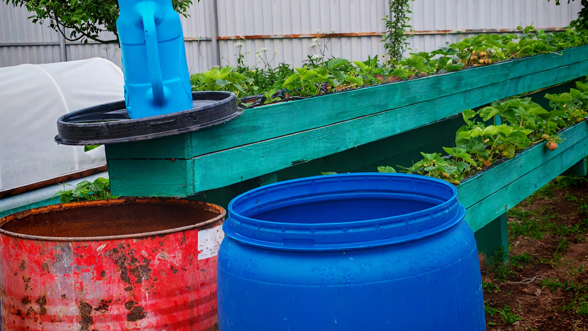 Бочка в теплице за день прогревает воду до 22–24°C — этого хватает для комфортного полива утром