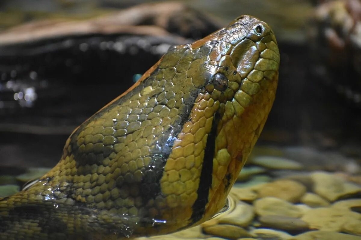 Фото с сайта: https://bestlifeonline.com/new-anaconda-discovered-news/