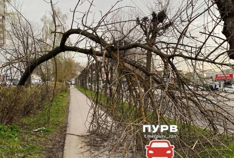 Рязанцы заметили повисшее на проводах дерево возле «Водоканала»