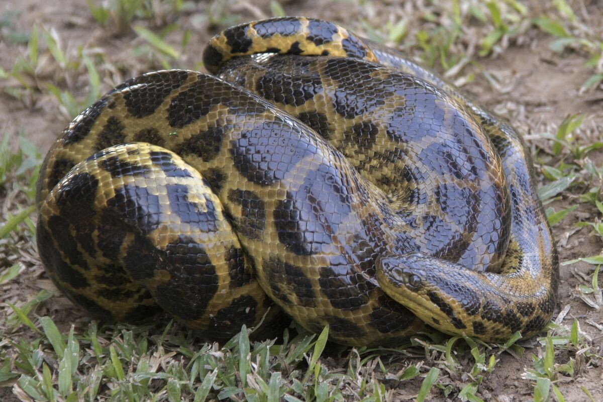 Фото с сайта: https://mungfali.com/post/5DE6E50F464BEDD47CD41EE4A7BBA7A307B79D07/Anaconda+Fangs
