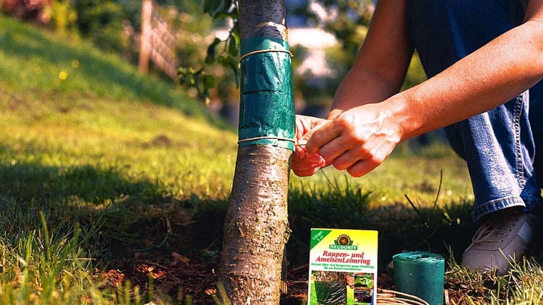 Ловчий пояс на яблоне — выглядит просто, но работает только при трёх условиях сразу
