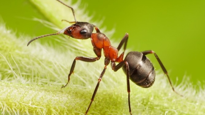 Плотный поток по стволу — первый сигнал, что гнездо совсем рядом с деревом.