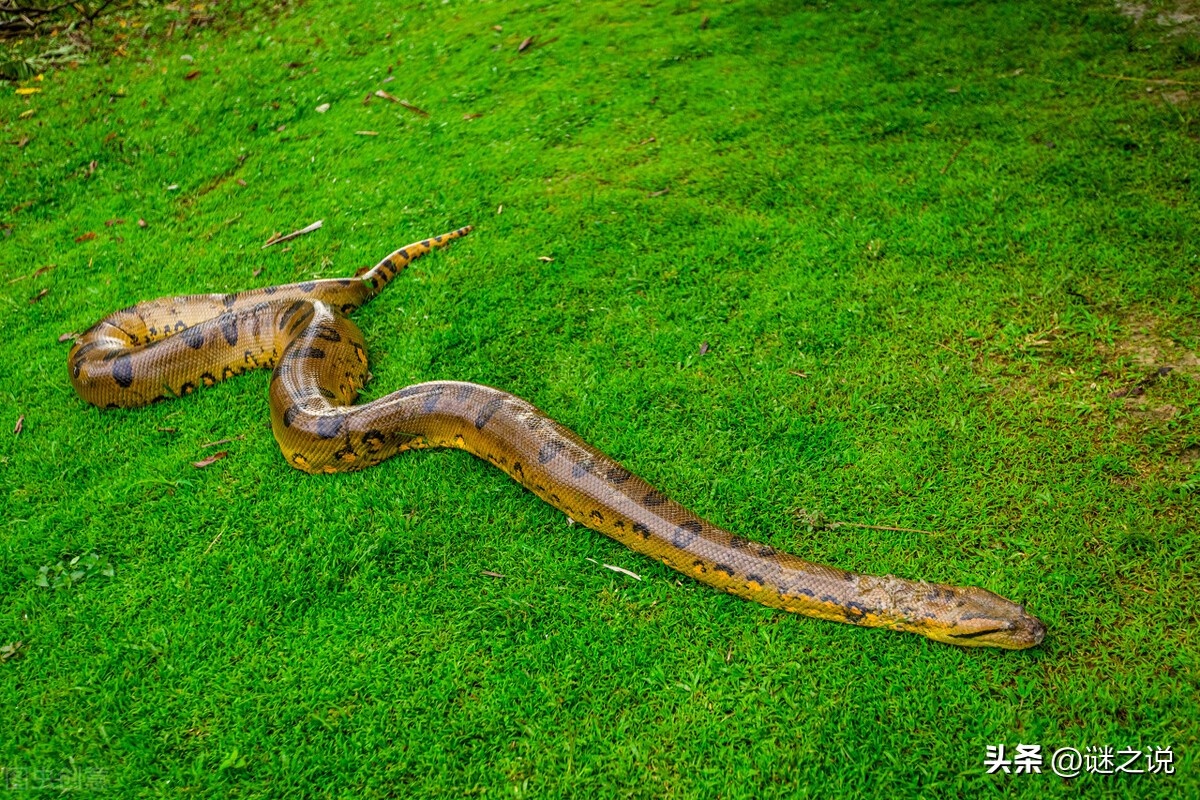 Фото с сайта: https://inf.news/en/nature/f2b92ab898bda64f9593e1e7a2ad60d2.html