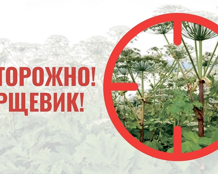     В Курской области утвердили список опасных инвазивных растений