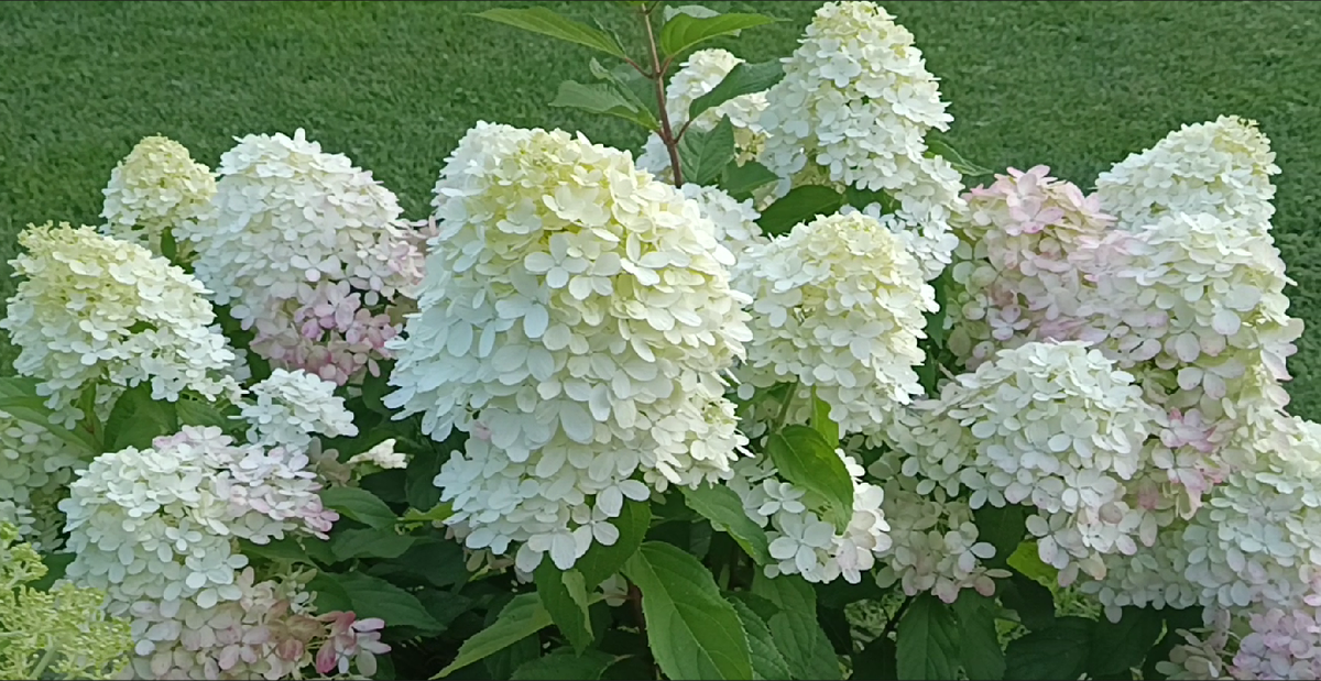 Граффити