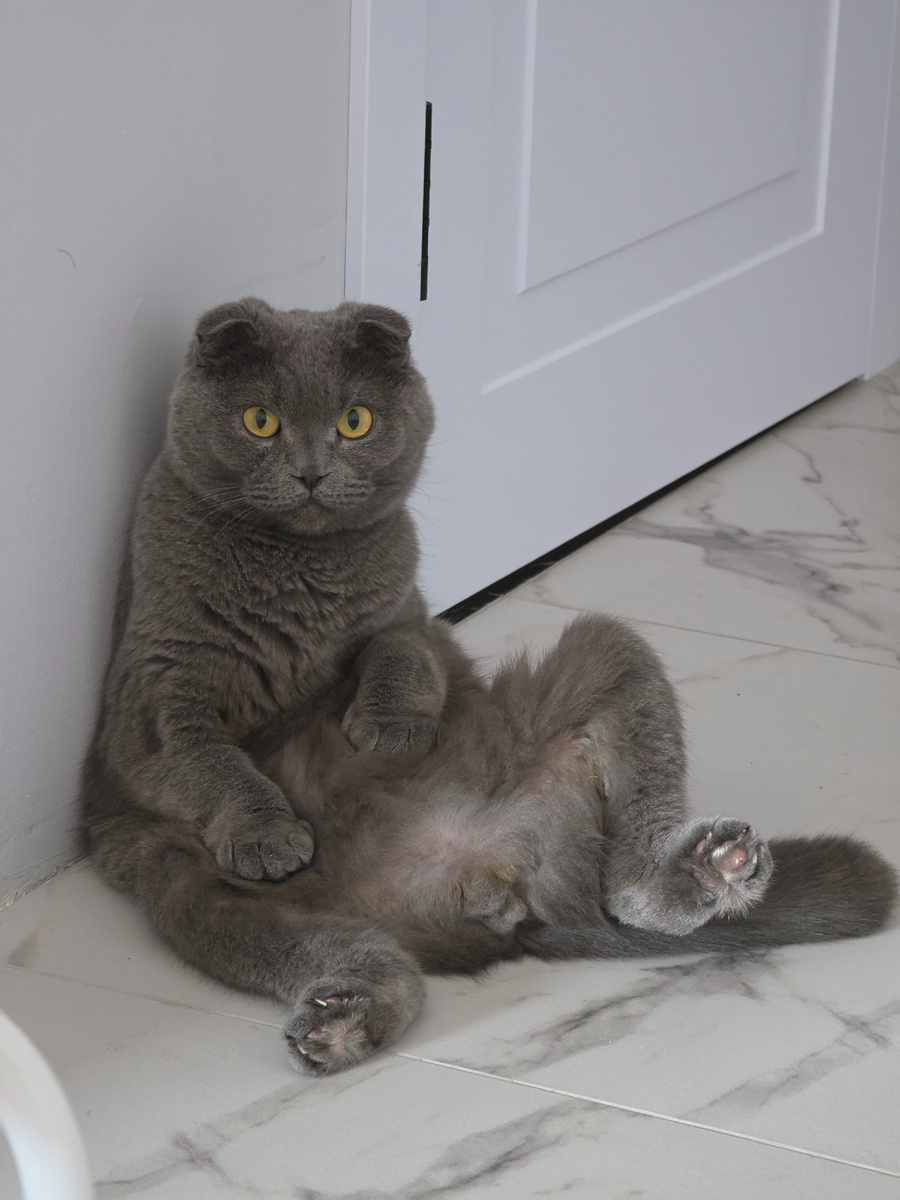 Мой Грей