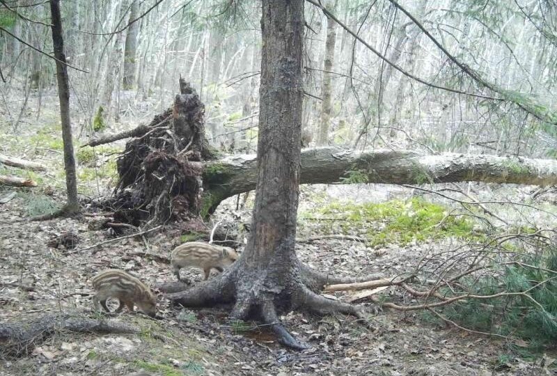 В Окском заповеднике фотоловушка сняла новорожденных кабанят